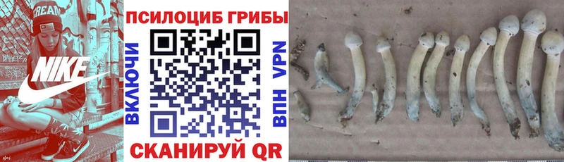 Купить закладки  Азнакаево  Галлюциногенные грибы прущие грибы 